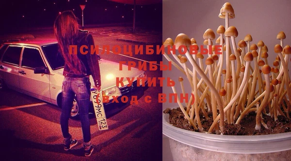 гашик Богданович